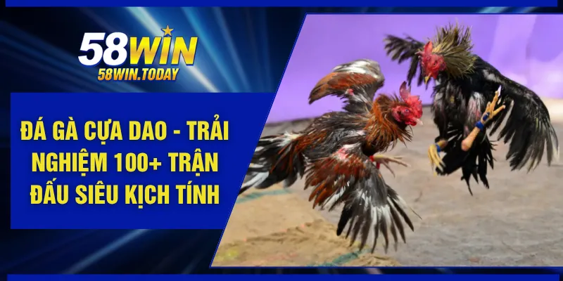Đá Gà Cựa Dao - Trải Nghiệm 100+ Trận Đấu Siêu Kịch Tính