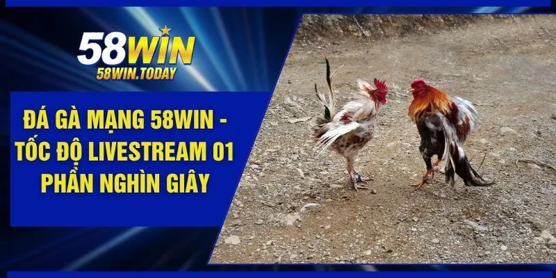 Đá Gà Mạng 58WIN - Tốc Độ Livestream 01 Phần Nghìn Giây