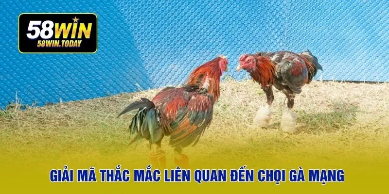 Giải mã thắc mắc liên quan đến chọi gà mạng