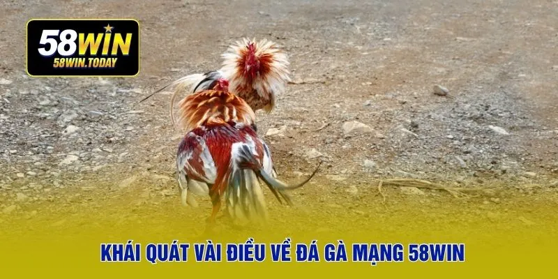 Khái quát vài điều về đá gà mạng 58WIN