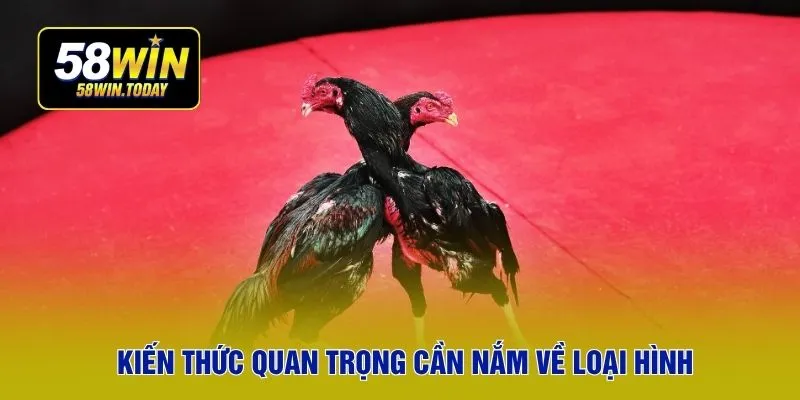 Kiến thức quan trọng cần nắm về loại hình