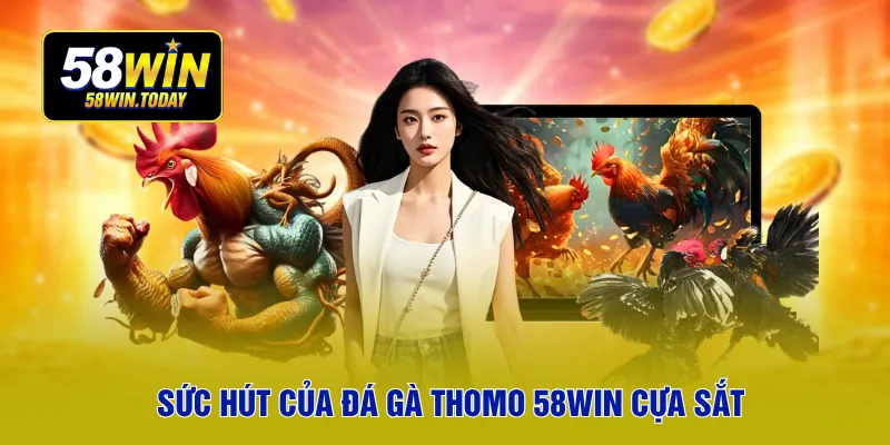 Sức hút của đá gà thomo 58WIN cựa sắt