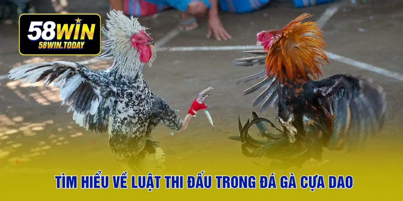 Tìm hiểu về luật thi đấu trong đá gà cựa dao