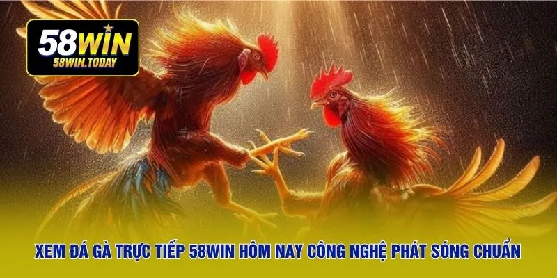 Xem đá gà trực tiếp 58WIN hôm nay công nghệ phát sóng chuẩn